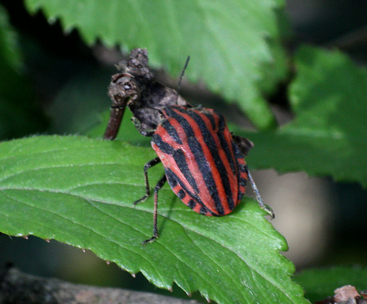 Graphosoma lineatum italicum? S